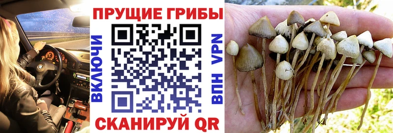 Галлюциногенные грибы MAGIC MUSHROOMS  как найти закладки  Самара 